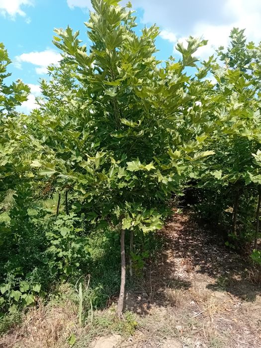 Vând platani copaci ornamentali
