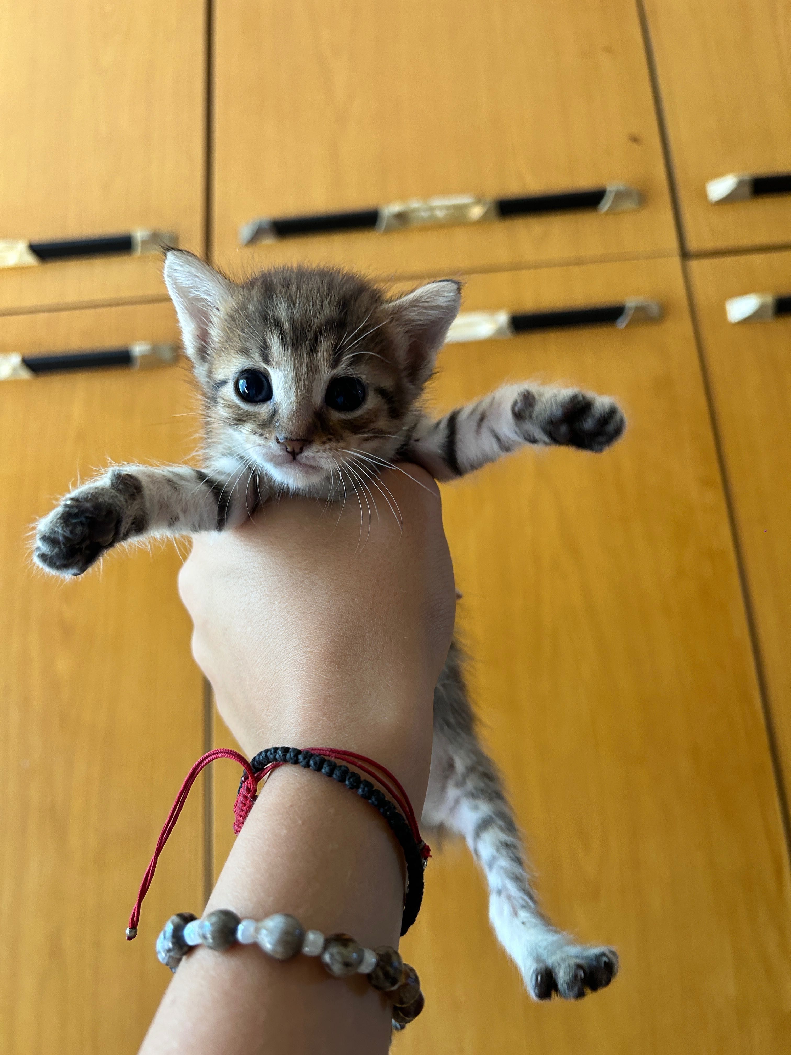 Подарявам котенца