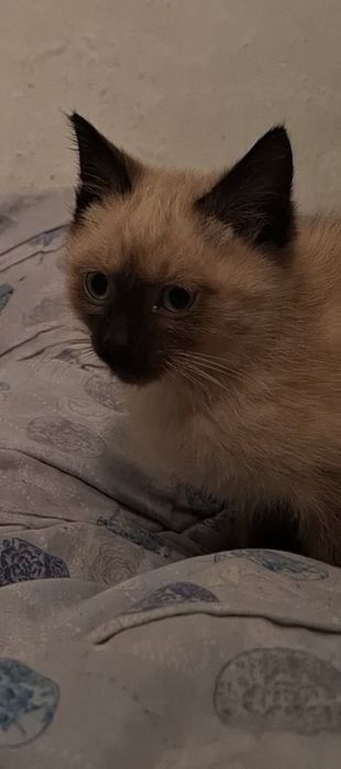 Отдам в добрые руки чудесного сиамского