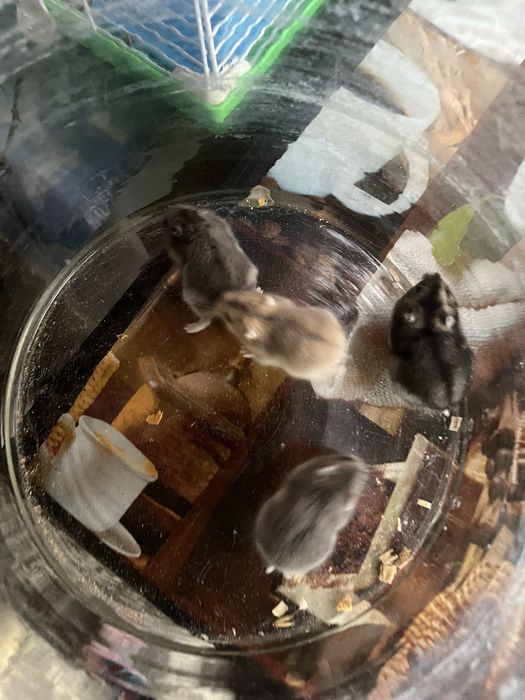 Donez hamsteri pitici