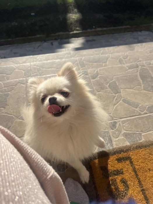 Femela adult mini Pomeranian FCI