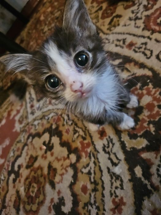 Котята в хорошие руки