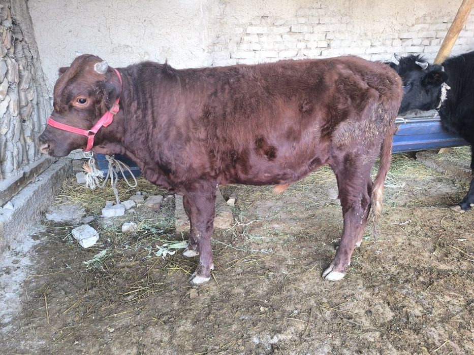 Buqa sotiladi endi 1 yosh bóldi