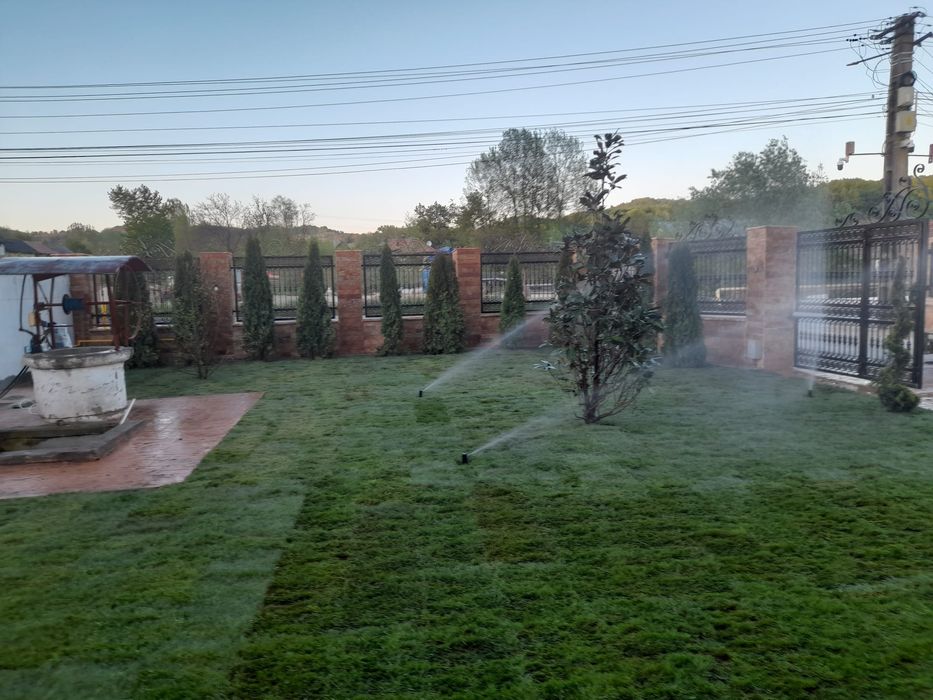 Tuia brazi mesteacăn tei salcie prunus criptomenia Danica magnolia