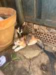Adopții pui de pisică