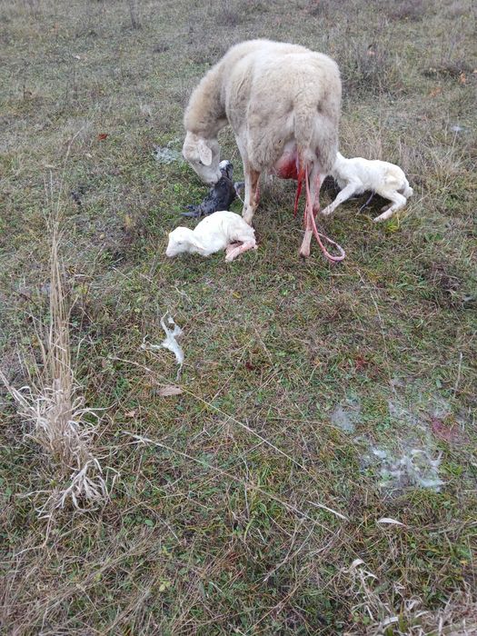Vând mieii din gemenii de carne