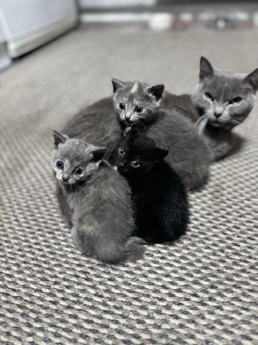 Отдадим котят в хорошие руки