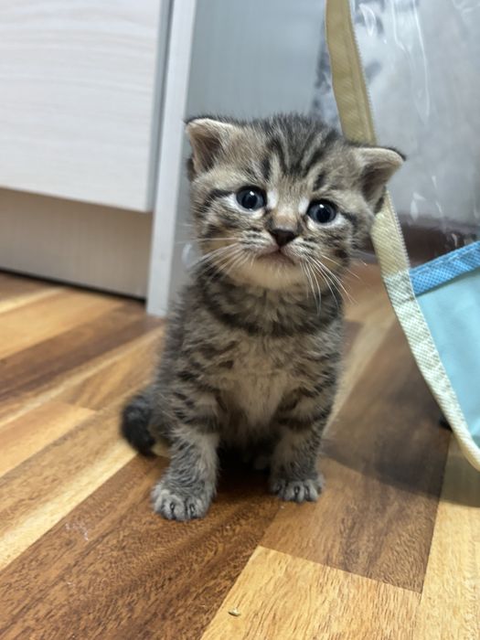 Продаются котята Бритнскйи фолд