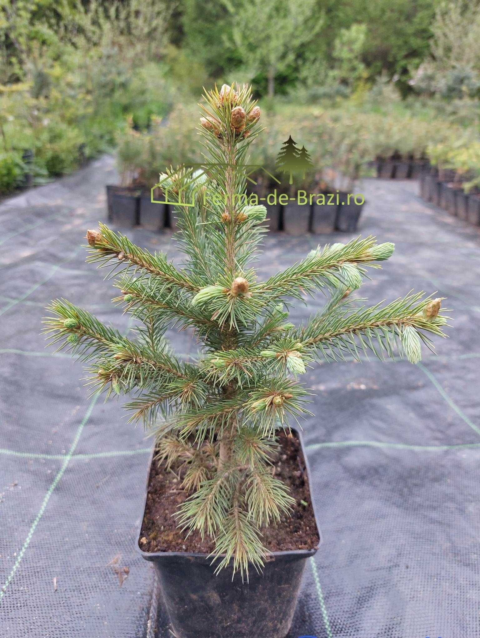 Molid argintiu Picea engelmannii la ghiveci P11- plantare 12 luni/an