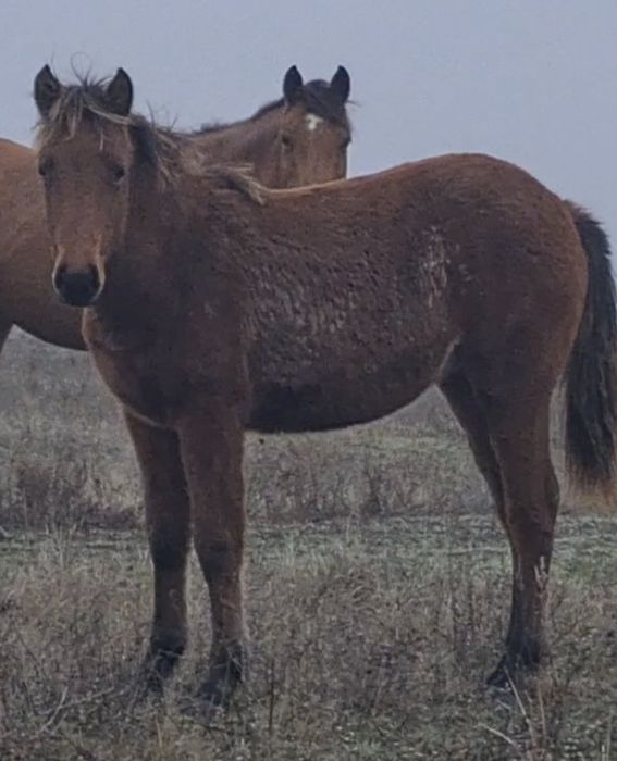 Жорға ұрғашы жабағы сатылады