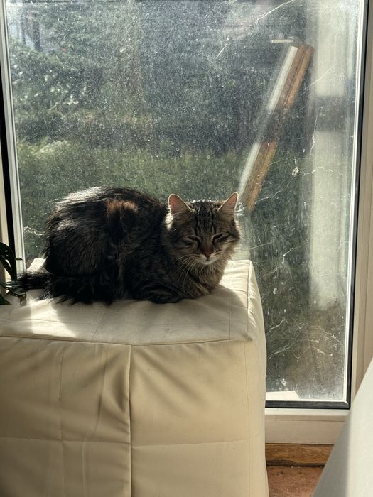 Рошаво момче търси своите Осиновители