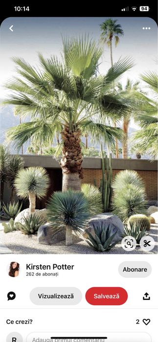 Palmieri cycas/ fenix/yuca/