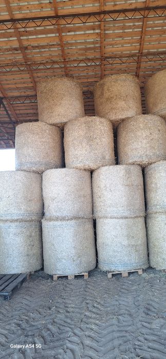 Baloți paie de grau 2025