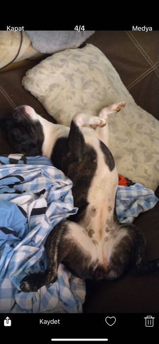 Френски булдог кики