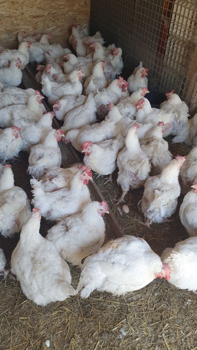 Vand gaini albe de carne