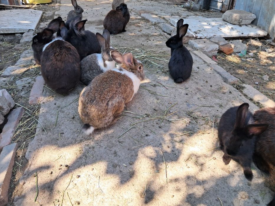 Iepuri de casa negri si albi