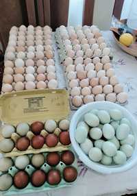 Ouă de consum și pentru incubat