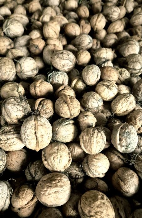 Nuci cu coajă (2025)