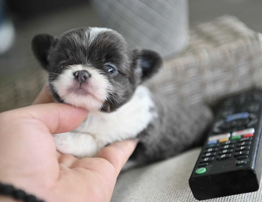 Женско мини чихуахуа бяло синьо