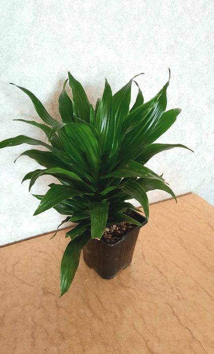 Драцены 4 сорта.