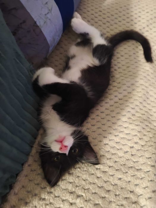 Котенце Пелмен търси дом