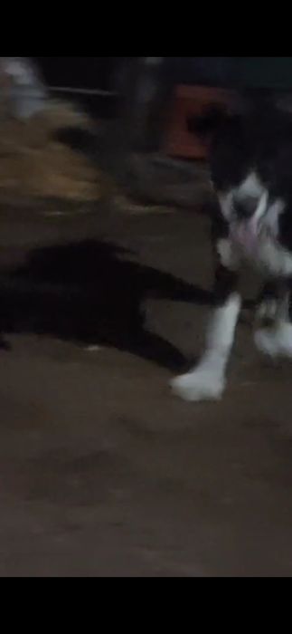 Vand catel  de Asia centrala