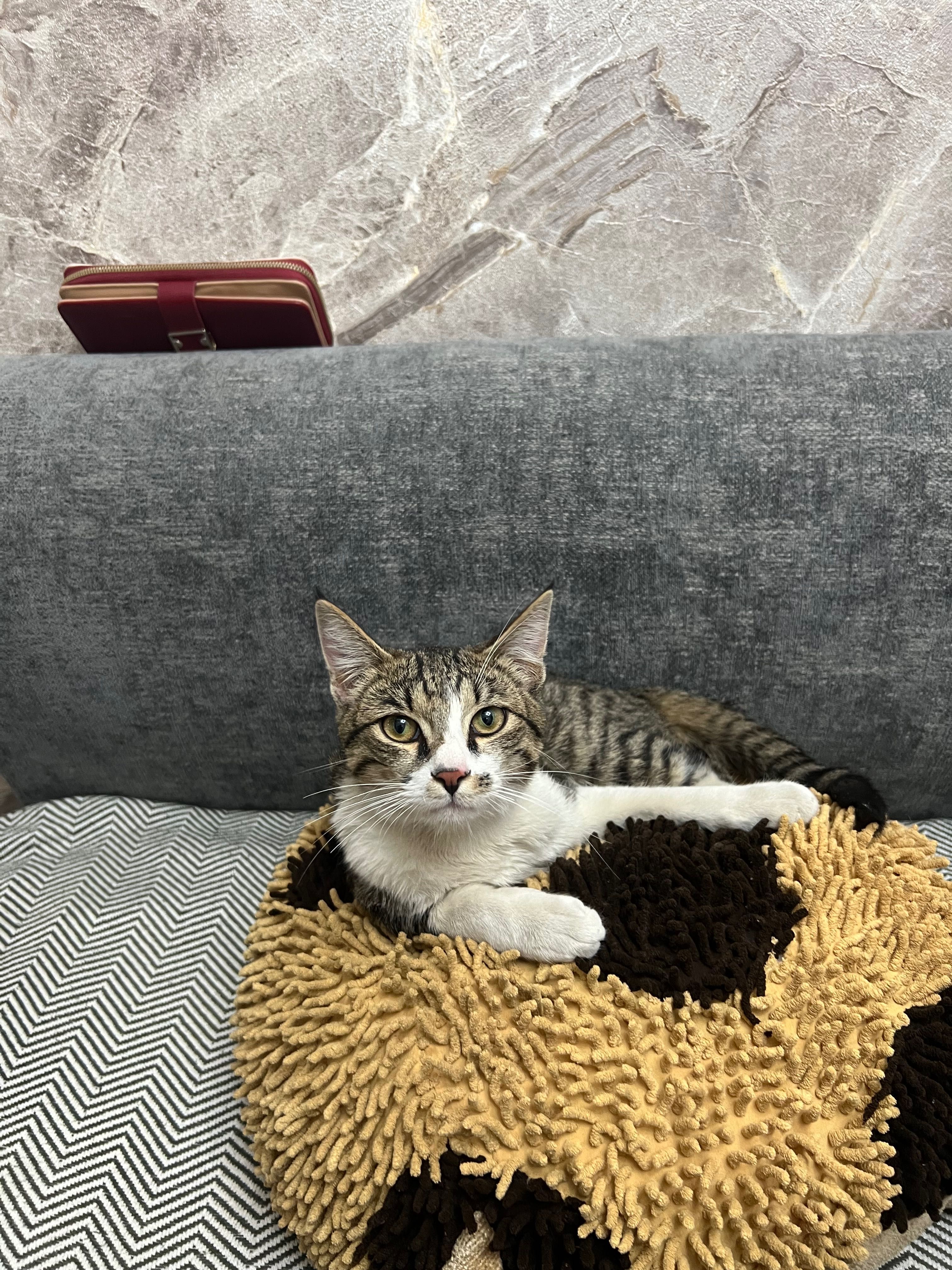 Котята домашние маленькие