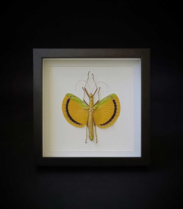 Препарирани насекоми-Богомолка, Пръчица, Цикада, Водни кончета и други