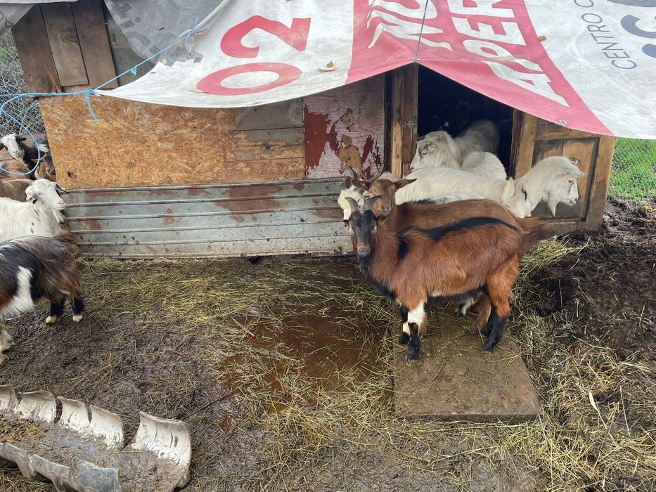 Vând capre frumoase!