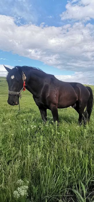 Mânz castrat, 3 ani jumate