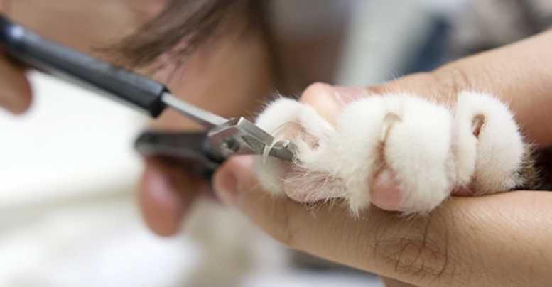 Когтерезка для кошек и собак