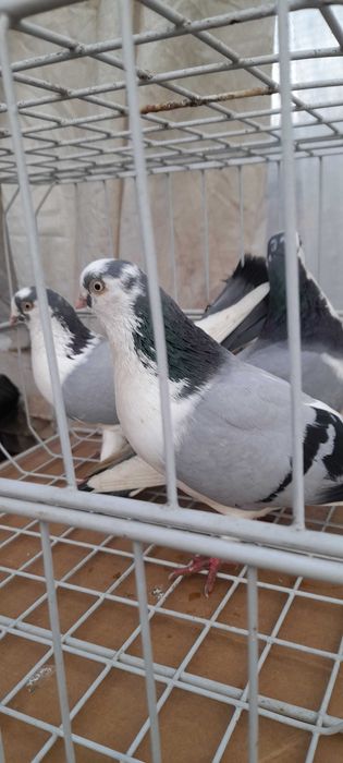 Porumbei jucatori de galati