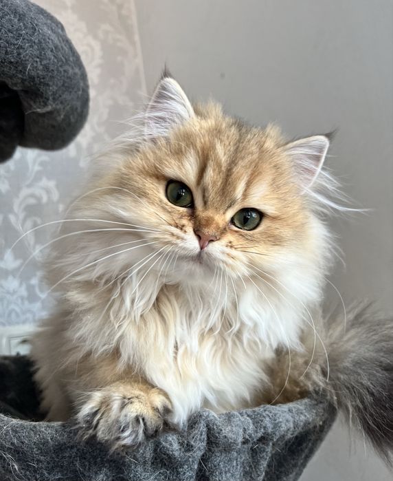 Pisica british cu pedigree