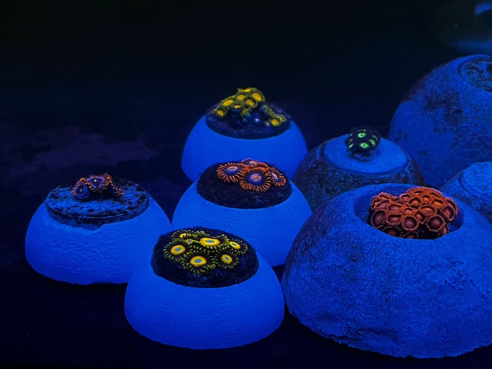 Кораллы зоантусы