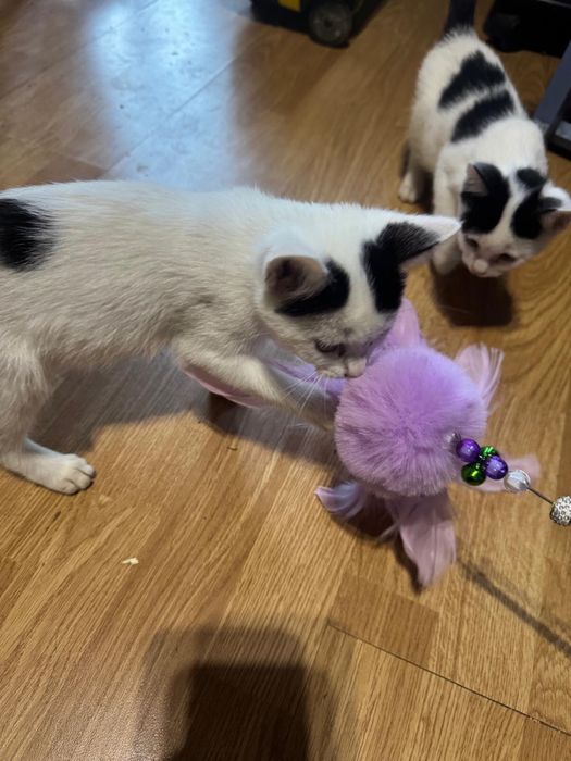 Motanei spre adoptie