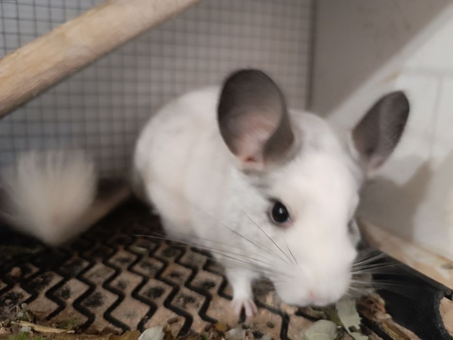 Vând chinchilla, vârstă un an