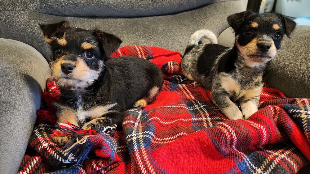 Pui metis pinscher pitic