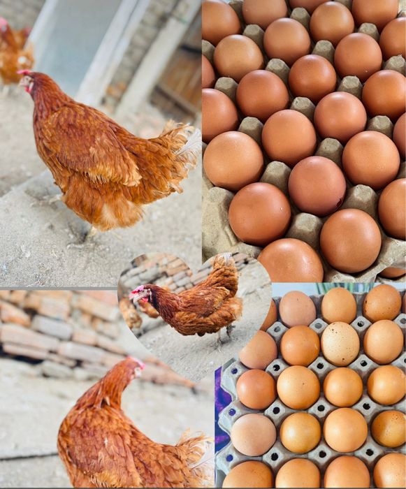 Кокошки носачки за яйца