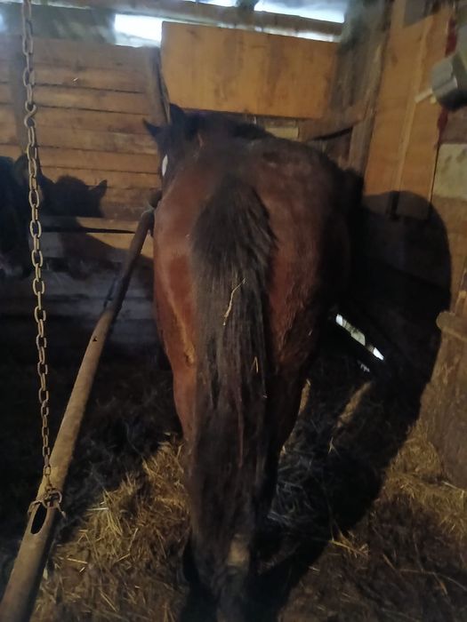 Vând mânz de doi ani cuminte