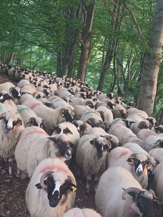 Vând 100 de oi de ținut.