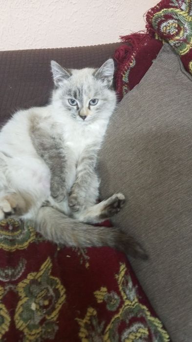 Отдам в хорошие руки котенка