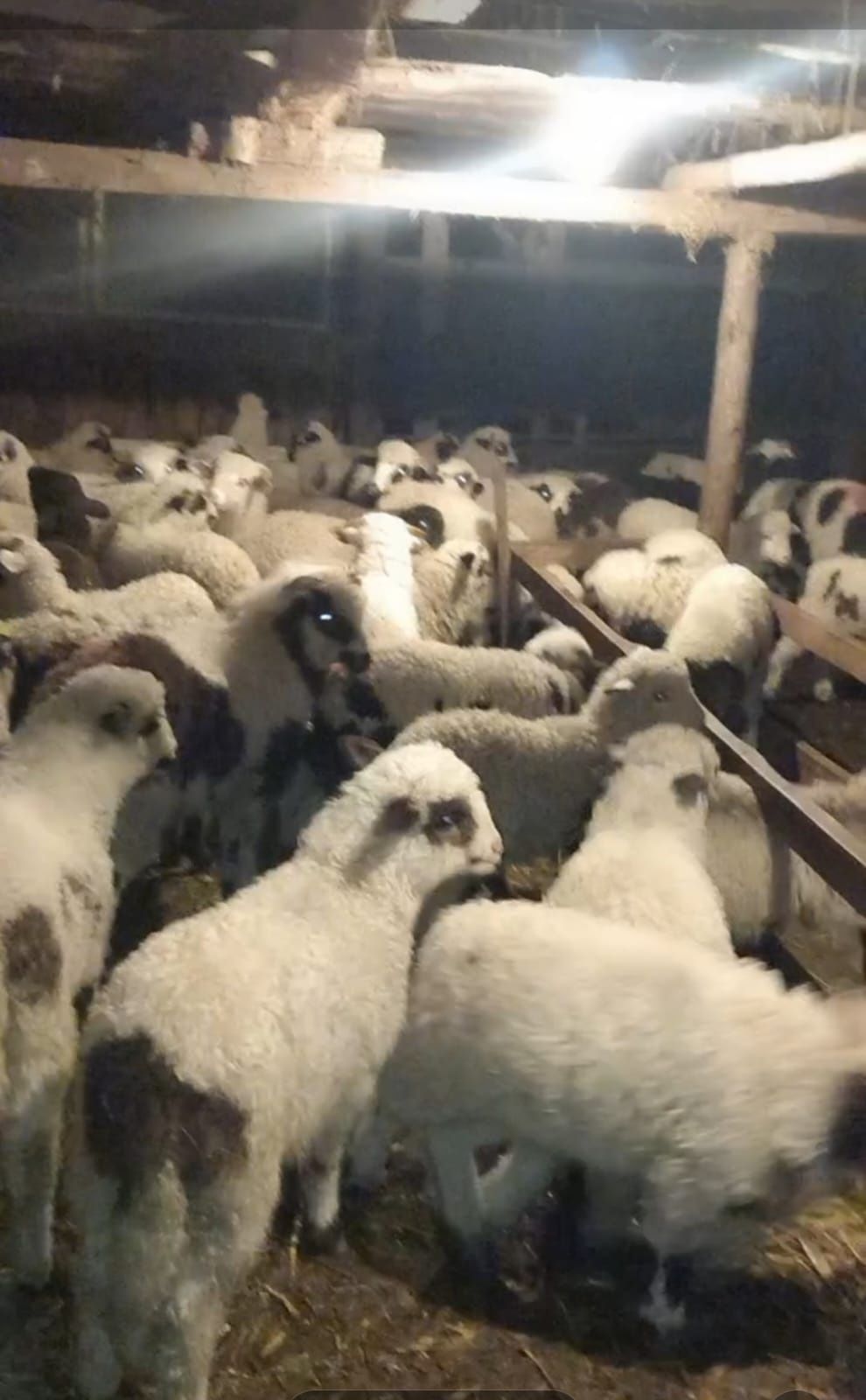 Vând miei frumoși