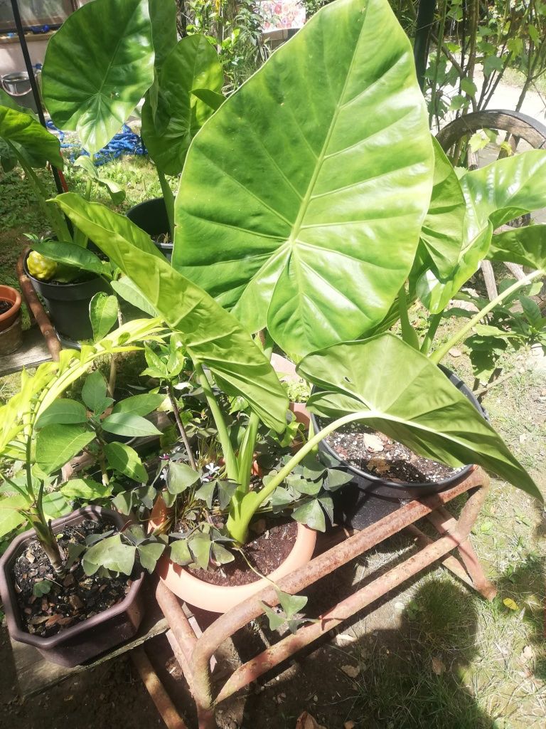 Plante de interior