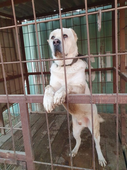 Вязка туркменский АЛАБАЙ