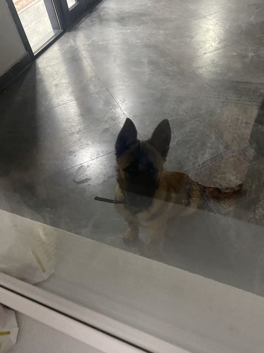 Продам малинуа белегескую овчарку