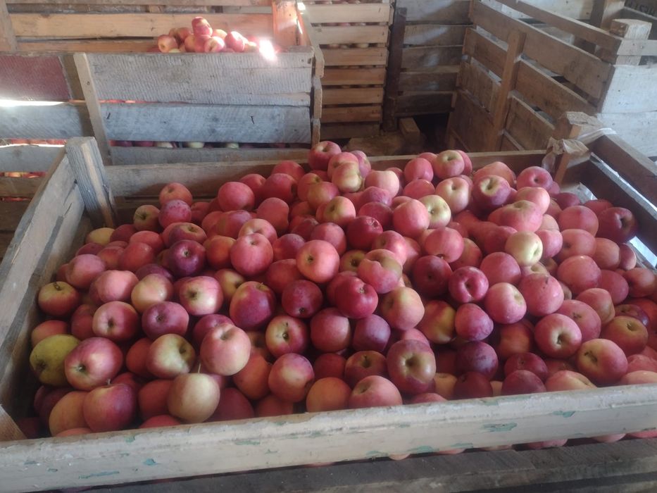 Vand mere, tuica de pruna