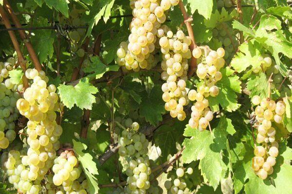 Vând struguri de vin valabil toate soiurile