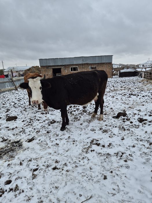 Сиыр буаз корова