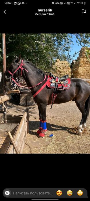 Құнан сатылады кокпар