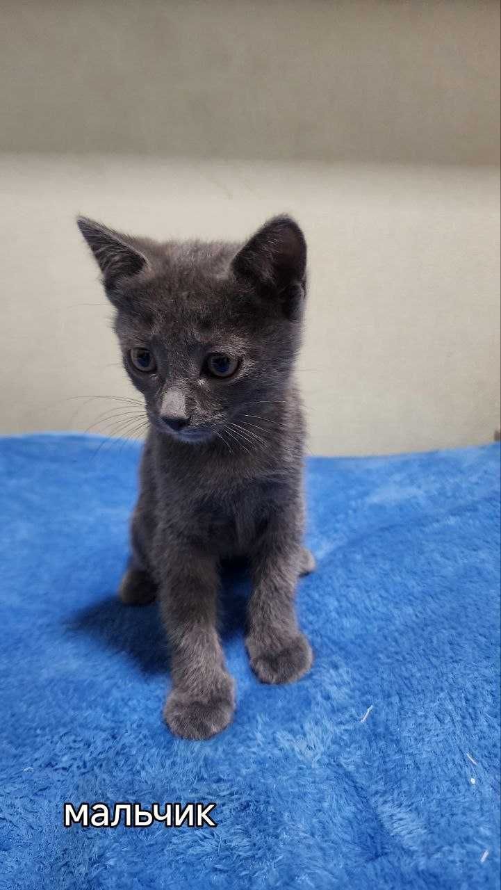 Котенок 2 месяца